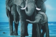 Elephant family. Nursery mural. Wildlife Theme