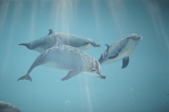 Undewater mural. Dolphins